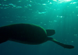 green turtle at dusk at leisure by Bill Van Eyk 